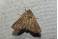 Mythimna albipuncta