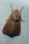 Mythimna albipuncta