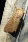 Mythimna ferrago