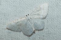 Asthena albulata