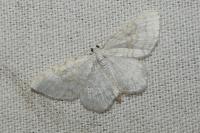 Asthena albulata