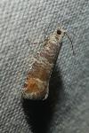 Clavigesta sylvestrana