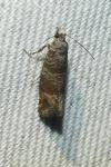 Clavigesta sylvestrana