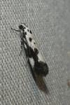 Ethmia quadrillella