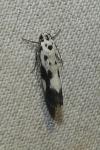 Ethmia quadrillella