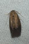 Heterogenea asella