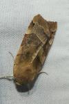 Noctua fimbriata