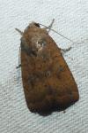 Noctua interjecta