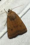 Noctua interjecta