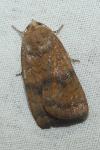 Noctua interjecta