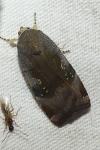 Noctua janthe