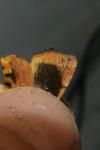 Noctua janthe