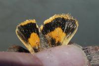 Noctua janthe