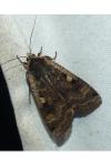 Noctua pronuba