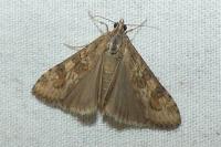 Nomophila noctuella