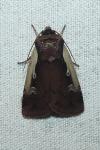 Ochropleura plecta