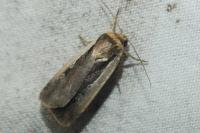 Ochropleura plecta