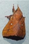 Odonestis pruni