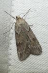 Pachycnemia hippocastanaria