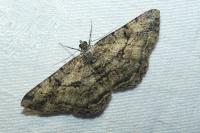 Peribatodes rhomboidaria