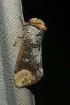 Phalera bucephala