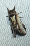 Pheosia gnoma