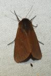 Phragmatobia fuliginosa
