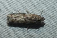 Phycita roborella