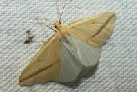 Rhodometra sacraria
