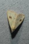 Rivula sericealis