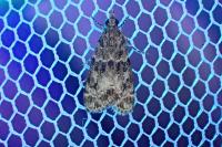 Eudonia mercurella