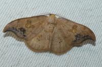 Sabra harpagula