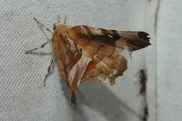 Selenia tetralunaria