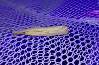 Agriphila straminella