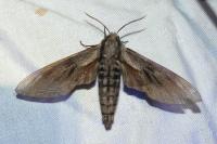 Hyloicus maurorum/pinastri