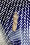 Phycita roborella