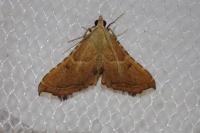Endotricha flammealis