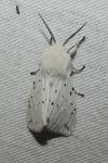Spilosoma lubricipeda