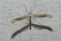 Stenoptilia pterodactyla