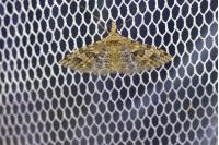 Alucita hexadactyla