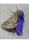 Thaumetopoea pityocampa