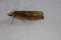 Eucosma