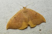 Watsonalla binaria