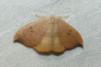 Watsonalla uncinula