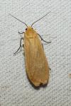 Wittia sororcula