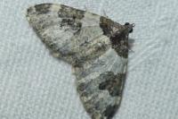Xanthorhoe fluctuata