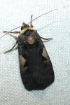 Xestia c-nigrum