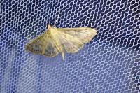 Patania ruralis