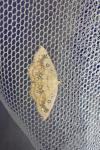 Cyclophora annularia