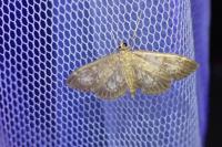 Anania lancealis